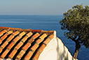 A church roof and olive tree overlooking the sea