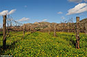 Vineyard in Agia Triada