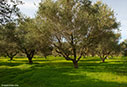 Winter olive grove