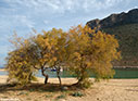 Tamarisk trees on Stavros beach