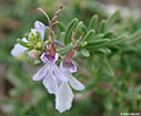Flowering on Christmas day