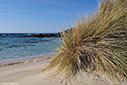 Marram grass by the sea