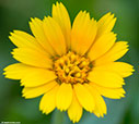 Field marigold