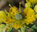 Ruta chalepensis