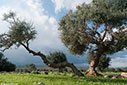Olive tree in Agia Triada