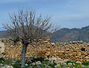 Tree in winter, Frangokastello