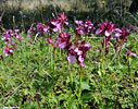 Butterfly Orchids in an olive grove