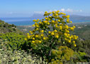 Giant fennel in Polyrinia