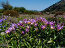Wild tulips in Omalos  