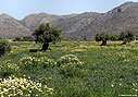 Crown daisies and olive trees, Akrotiri