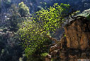 Fig tree in the gorge of Aradena