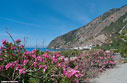 Oleander bush in Agia Roumeli