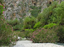 The palm forest of Preveli