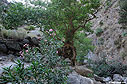 Plane tree in the gorge of Agia Irini