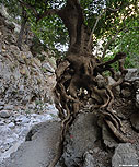 Plane tree in the gorge of Agia Irini