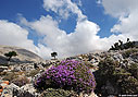 Flowering thyme