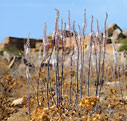 Sea squills in the ancient harbour of Falasarna