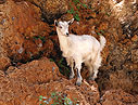 Young goat in a cliff
