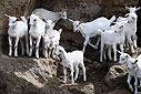 Young white goats