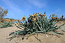 Dried sea daffodils on Chrissi Akti beach