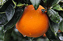An orange after the rain