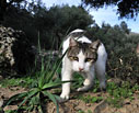 Cat in an olive grove