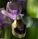 Wasp Ophrys or Ophrys tenthredinifera Willd.