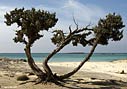 Juniper tree in Elafonisos