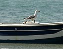Seagull in Elafonisos