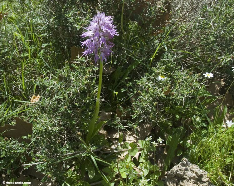 Orchid (orchis italica) - click to enlarge