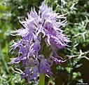 Orchid (orchis italica)