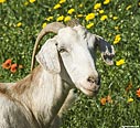 Goat in Polyrrinia