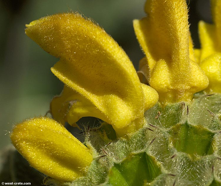 Jerusalem sage (phlomis fruticosa or phlomis cretica) - click to enlarge