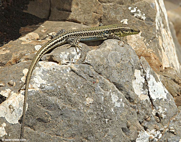 Erhard's wall lizard (Podarcis erhardii)  - click to enlarge