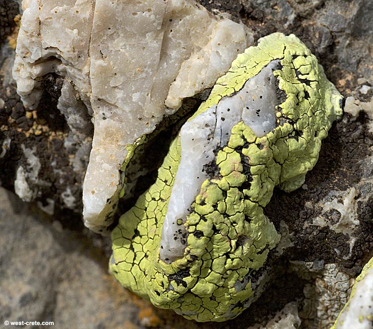 Lichen, rock and crystals  - click to enlarge