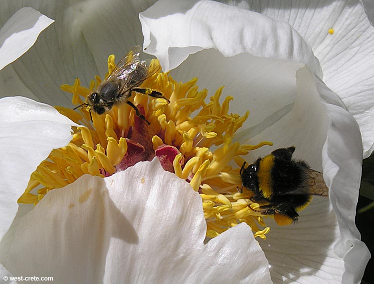 Paeonia clusii  - click to enlarge