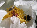 Paeonia clusii (White peony)