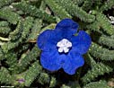 Anchusa cespitosa - a White Mountains endemic flower