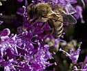 Flowering thyme