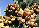Prickly pears (Opuntia ficus-indica)