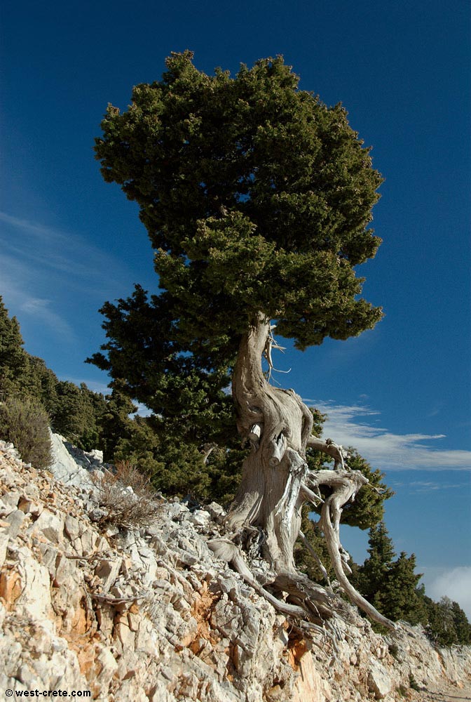 Cypress (cupressus sempervirens)