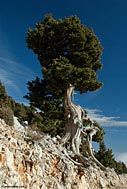 Cypress tree (cupressus sempervirens)