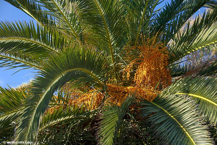 Palm tree on the Souda sea front  - click to enlarge