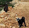 New born goat and worried mum
