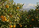 Orange trees in Crete
