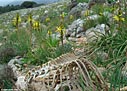 Nature morte - Sheep ribcage and Asphodeline lutea