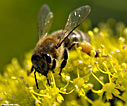 Bee in a giant fenne