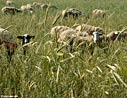 Sheep grazing in a wheat field