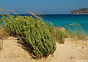 In the dunes, Falasarna