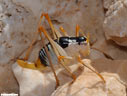 A mountain cricket?